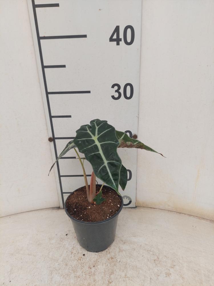 ALOCASIA POLLY VP12