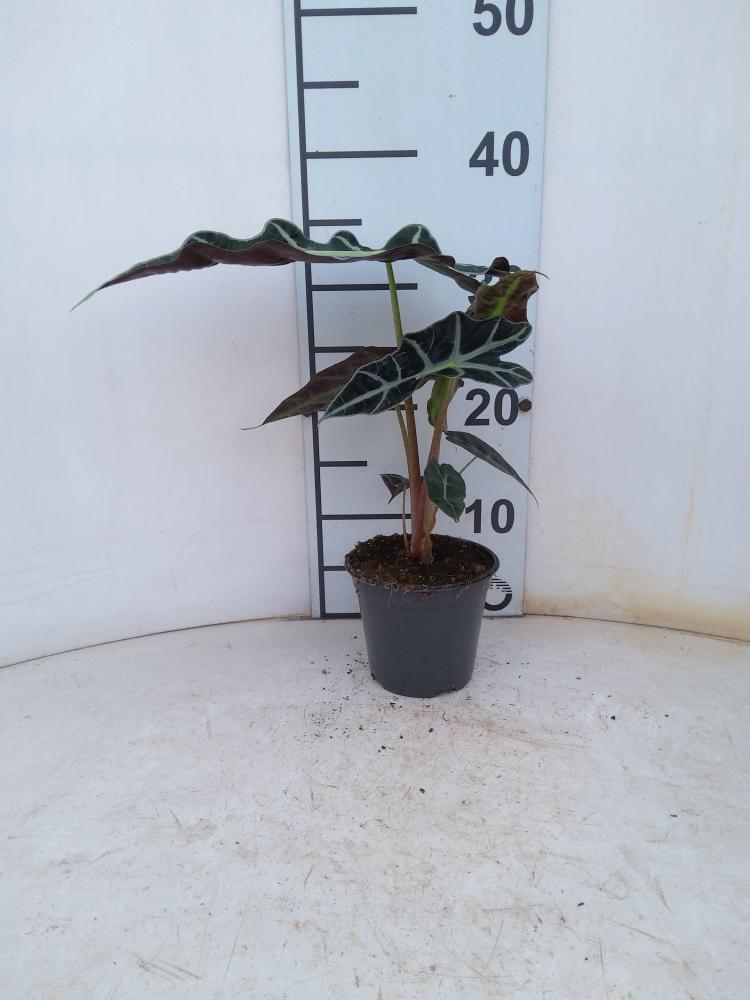 ALOCASIA POLLY VP12