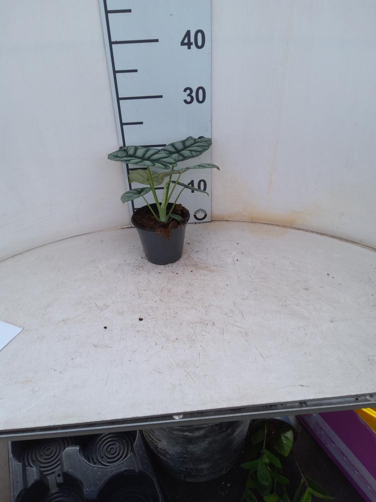 ALOCASIA S. DRAGON VP12