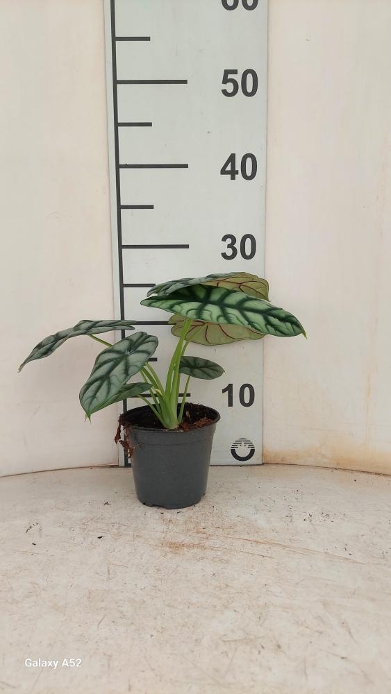 ALOCASIA S. DRAGON VP12