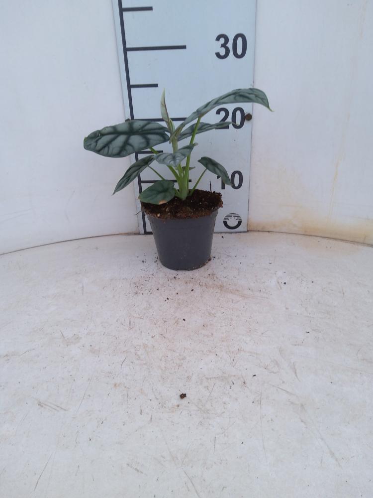 ALOCASIA S. DRAGON VP12