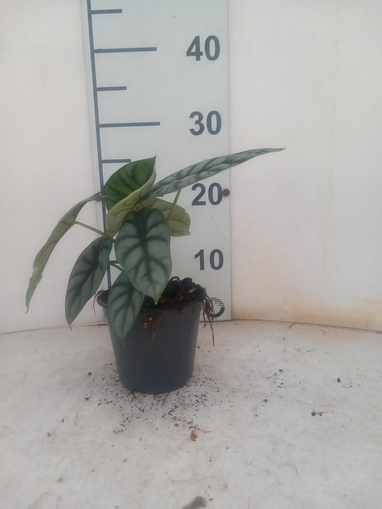 ALOCASIA S. DRAGON VP12