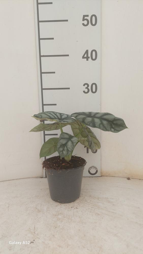 ALOCASIA S. DRAGON VP12