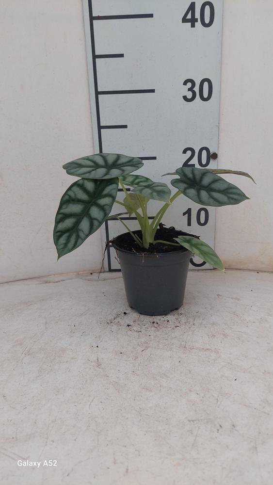 ALOCASIA S. DRAGON VP12