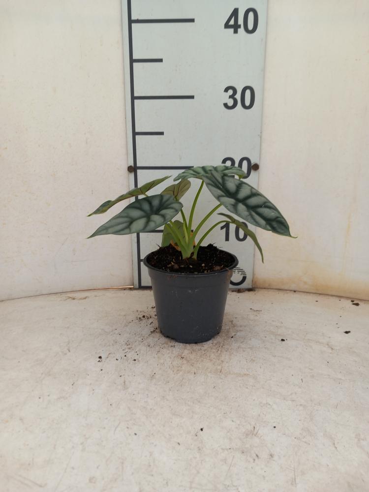 ALOCASIA S. DRAGON VP12