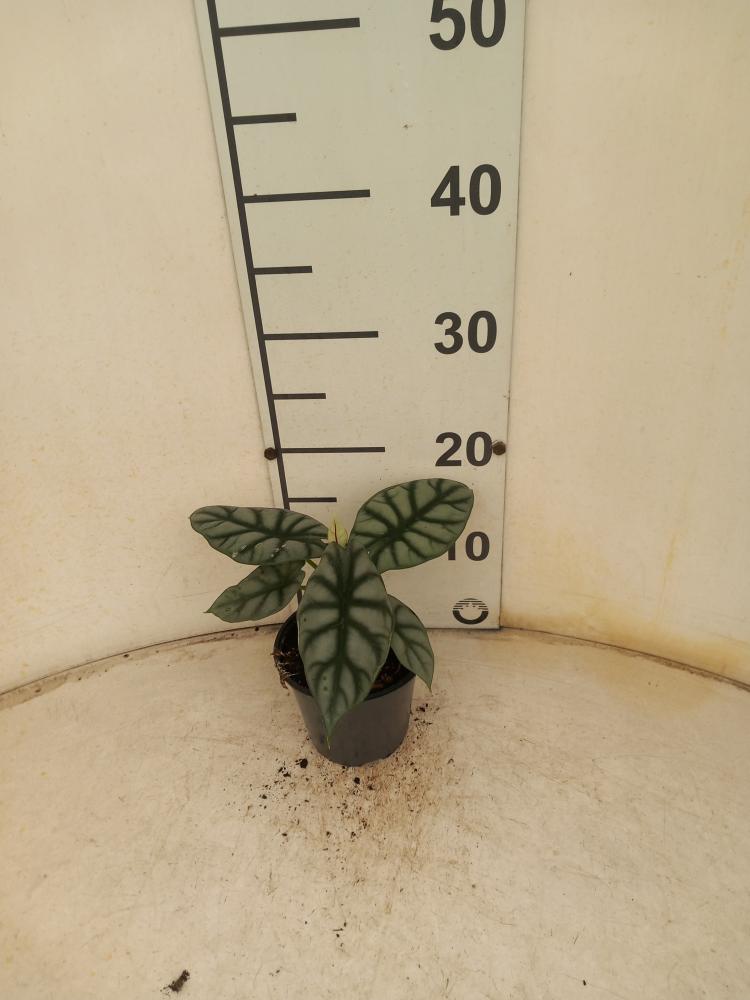 ALOCASIA S. DRAGON VP12