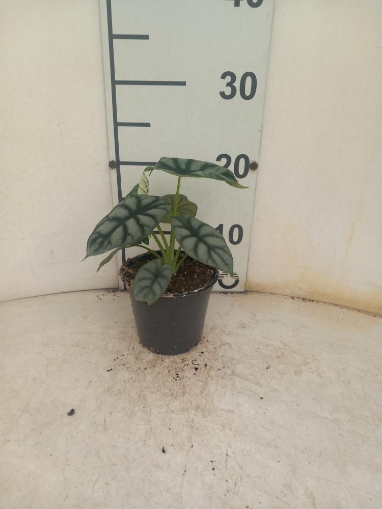 ALOCASIA S. DRAGON VP12