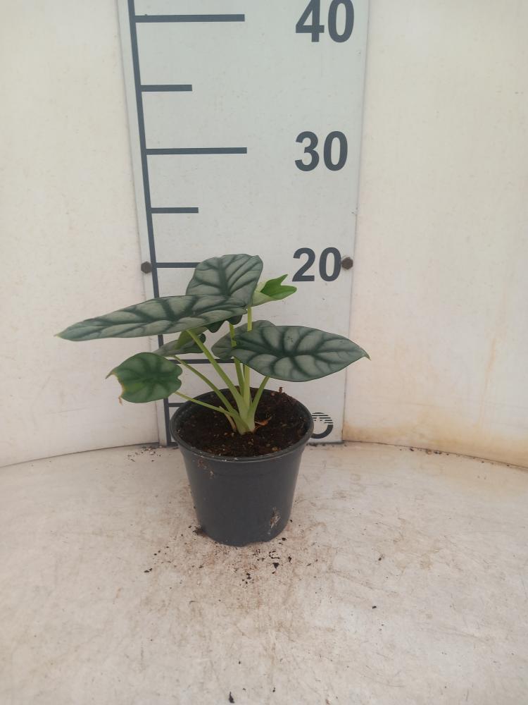 ALOCASIA S. DRAGON VP12