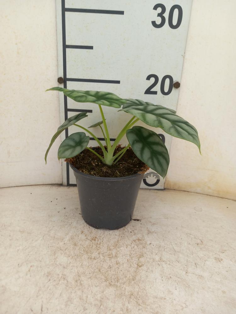 ALOCASIA S. DRAGON VP12