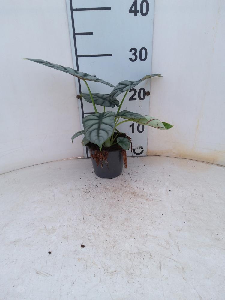 ALOCASIA S. DRAGON VP12