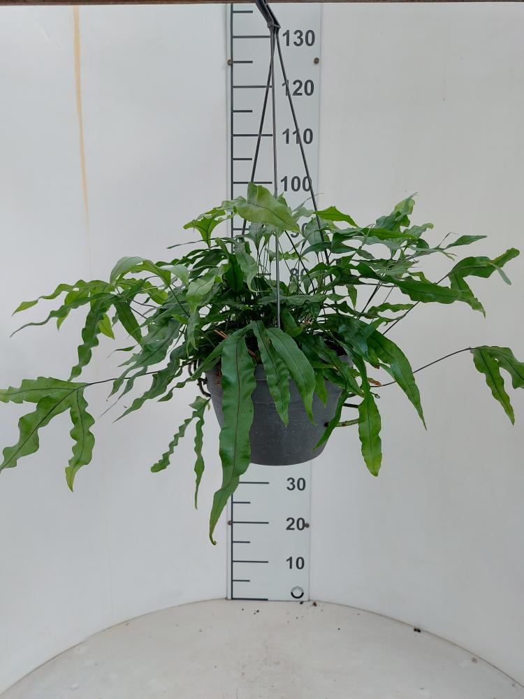 MICROSORUM DIVERSIFOLIA BASKET BK20