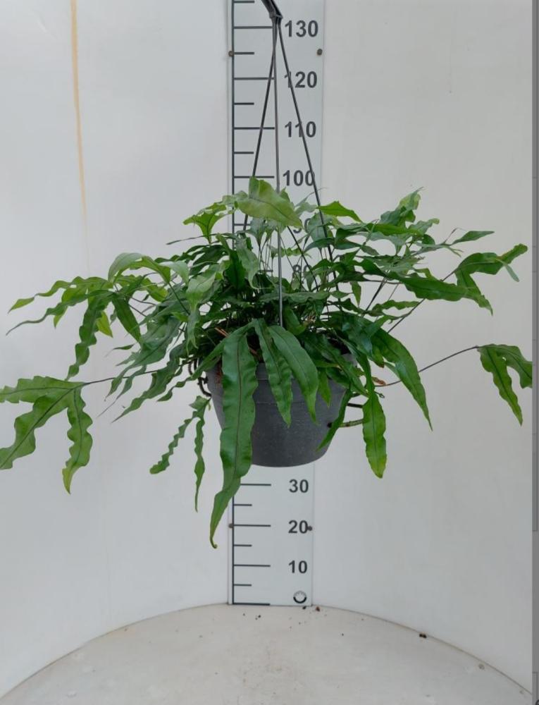 MICROSORUM DIVERSIFOLIA BASKET BK20