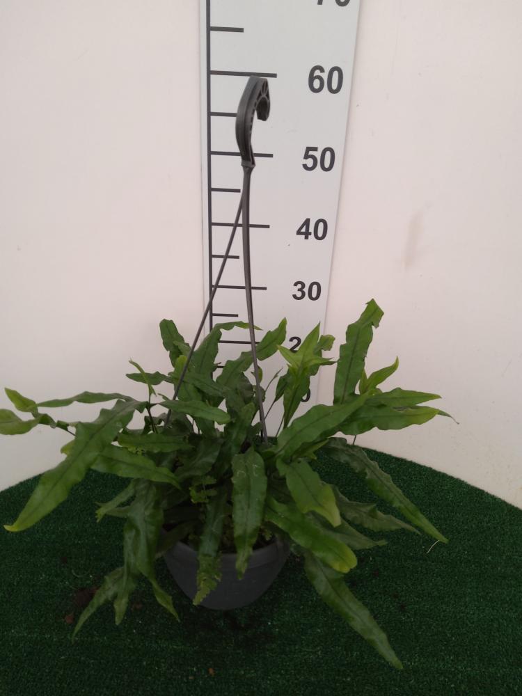 MICROSORUM DIVERSIFOLIA BASKET BK20