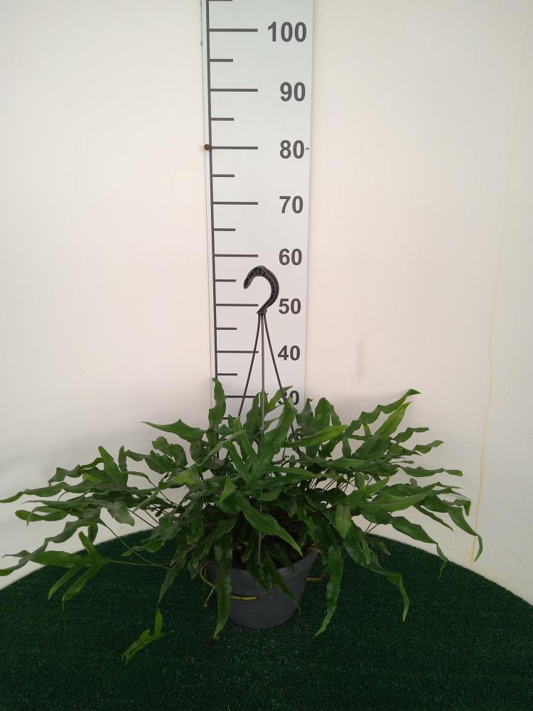 MICROSORUM DIVERSIFOLIA BASKET BK20