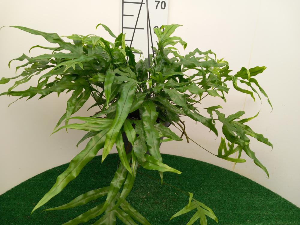MICROSORUM DIVERSIFOLIA BASKET BK20