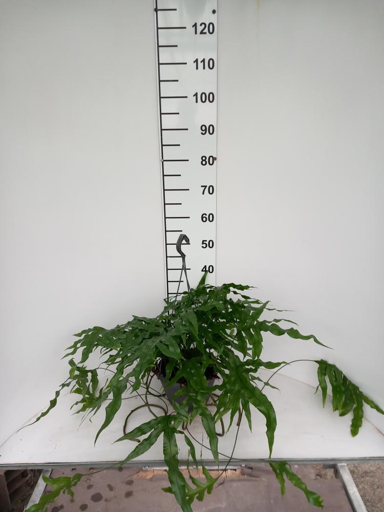 MICROSORUM DIVERSIFOLIA BASKET BK20