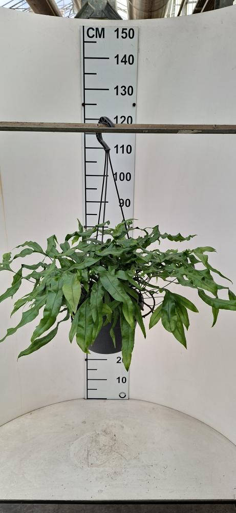 MICROSORUM DIVERSIFOLIA BASKET BK20