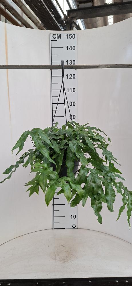 MICROSORUM DIVERSIFOLIA BASKET BK20