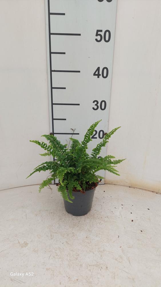 NEPHROLEPIS FLUFFY RUFFLES VP12