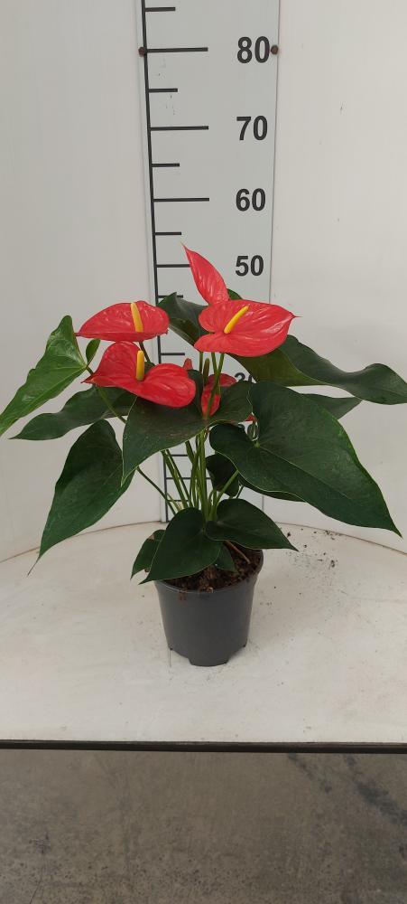 ANTHURIUM ANDREANUM VP17