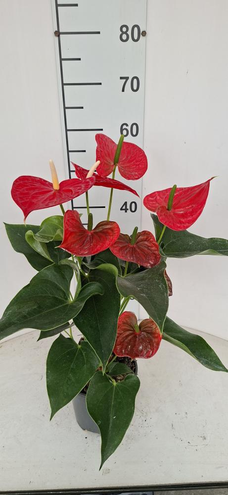 ANTHURIUM ANDREANUM VP17