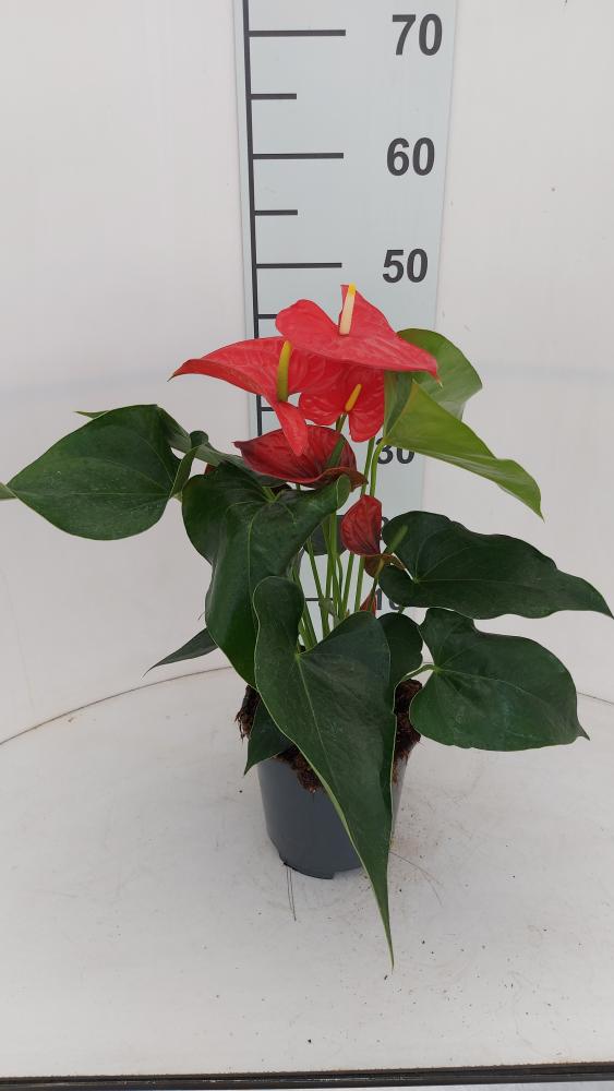 ANTHURIUM ANDREANUM VP17