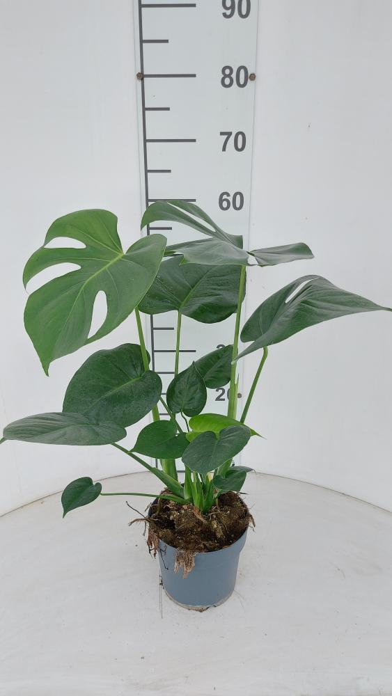 MONSTERA DELICIOSA VP17