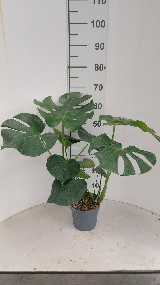 MONSTERA DELICIOSA VP17