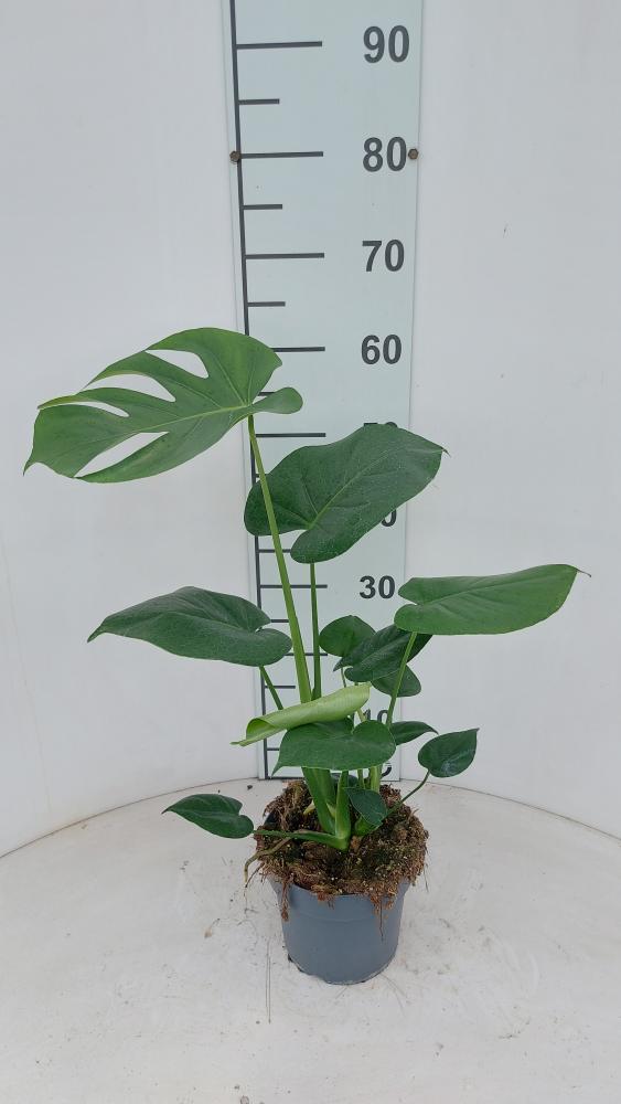 MONSTERA DELICIOSA VP17