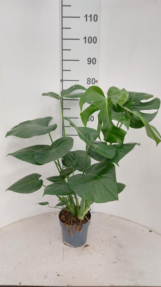 MONSTERA DELICIOSA VP17