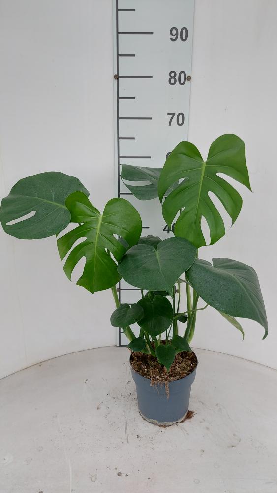 MONSTERA DELICIOSA VP17