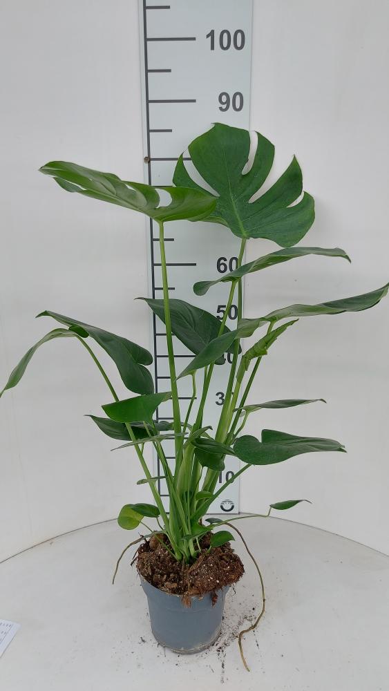 MONSTERA DELICIOSA VP17