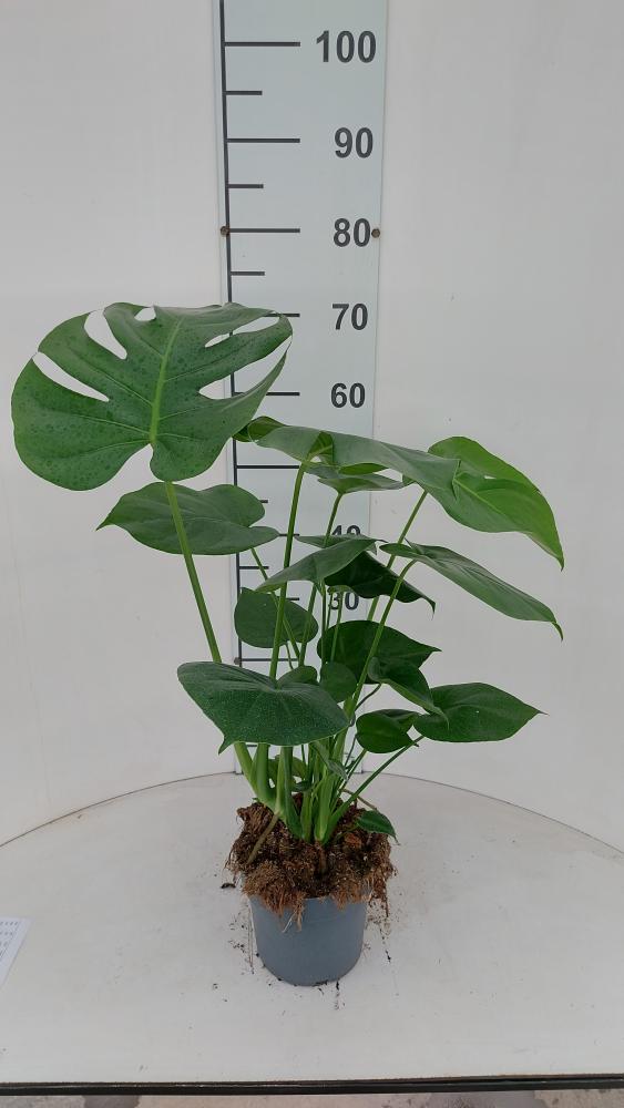 MONSTERA DELICIOSA VP17