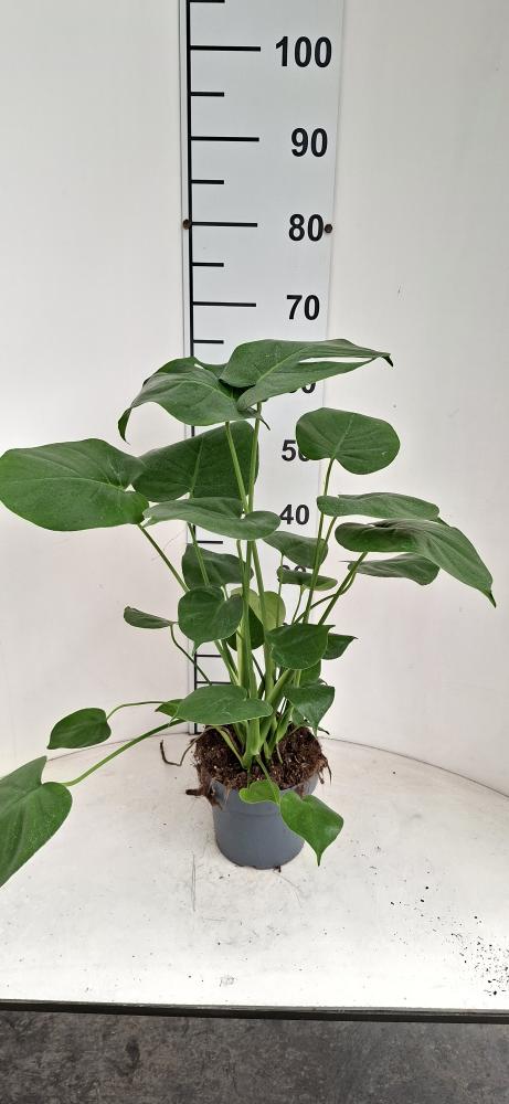 MONSTERA DELICIOSA VP17