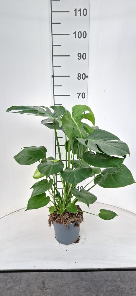MONSTERA DELICIOSA VP17