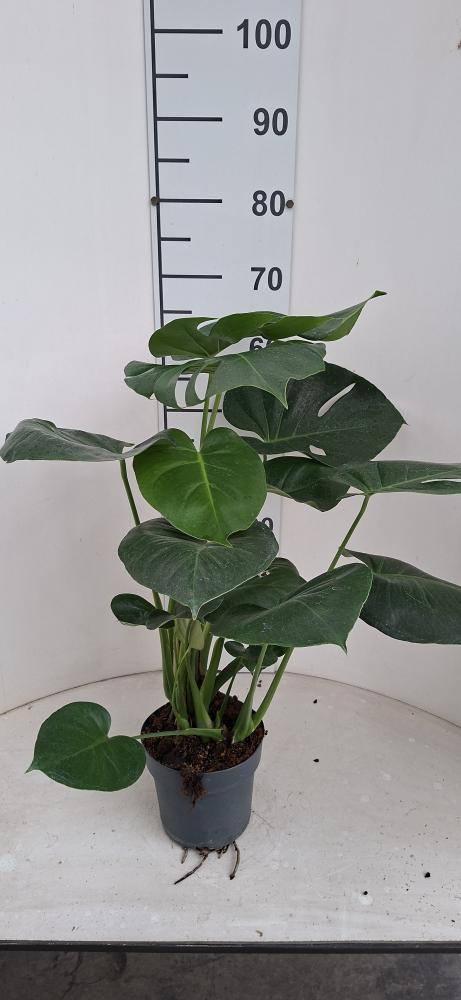 MONSTERA DELICIOSA VP17