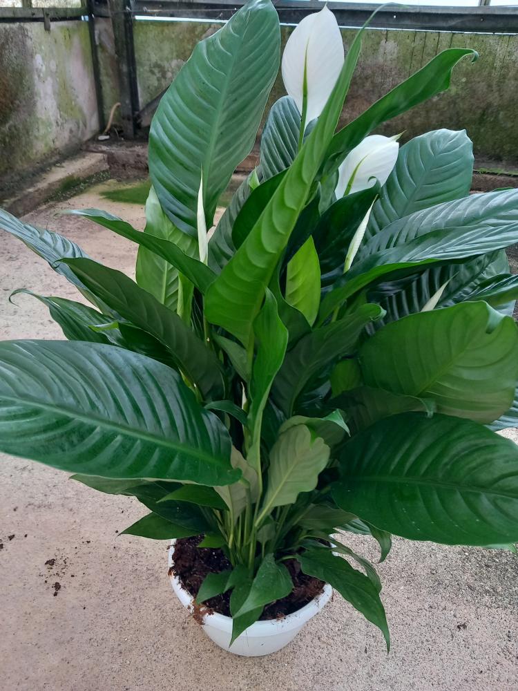 SPATHIPHYLLUM MARTINA 3P BK25