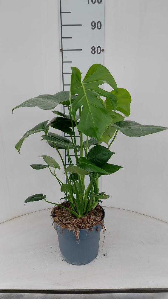 MONSTERA DELICIOSA VP21