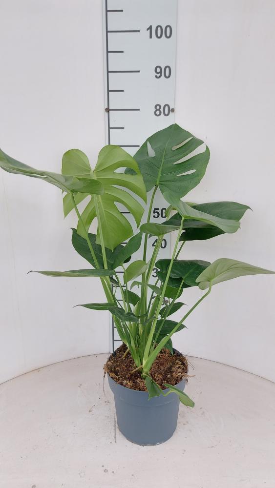 MONSTERA DELICIOSA VP21