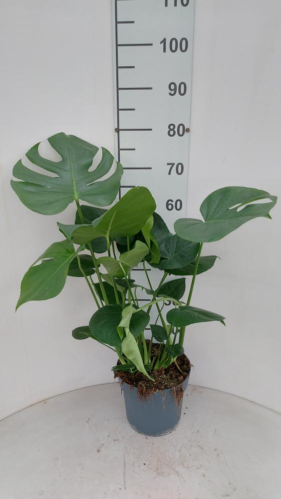 MONSTERA DELICIOSA VP21