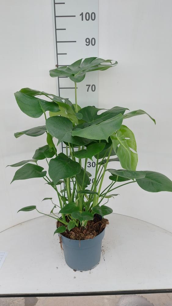 MONSTERA DELICIOSA VP21