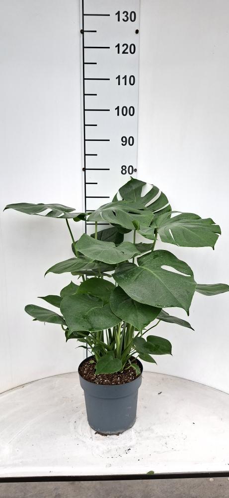 MONSTERA DELICIOSA VP21