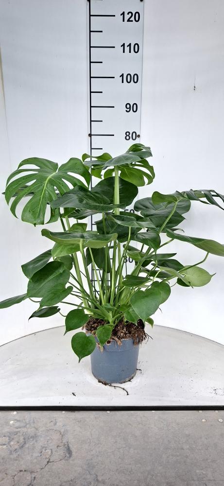 MONSTERA DELICIOSA VP21