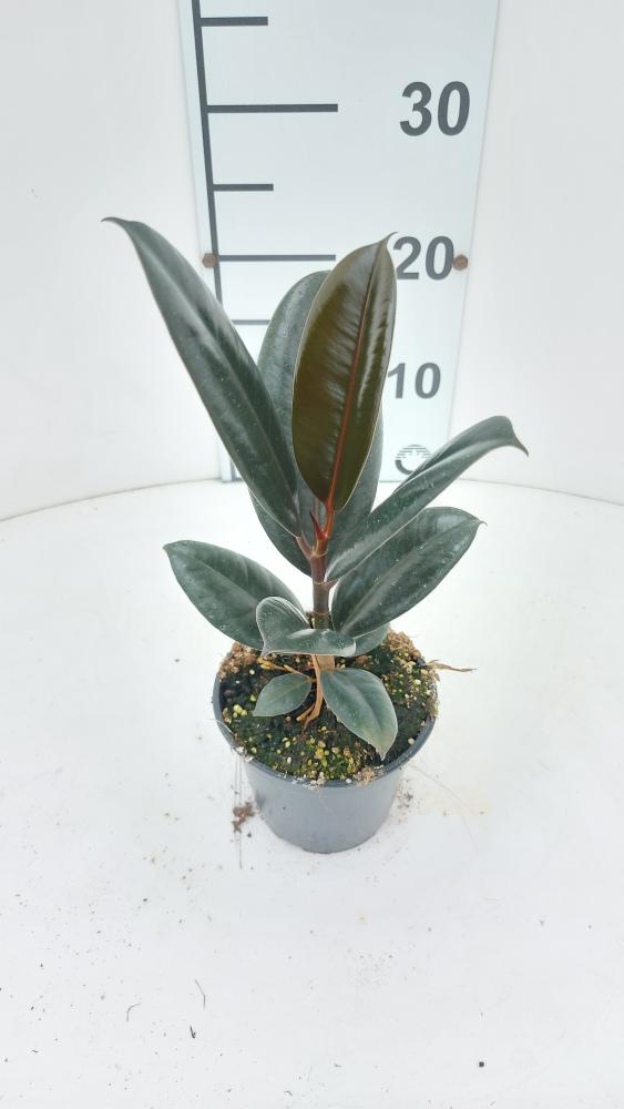 FICUS ABDJAN VP12