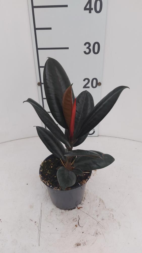 FICUS ABDJAN VP12