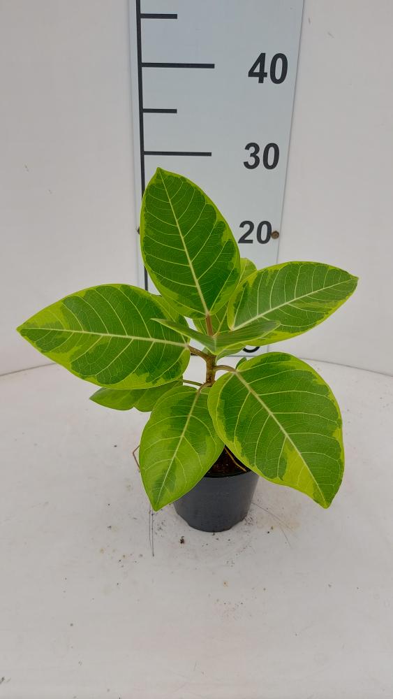 FICUS ALTISSIMA VP12