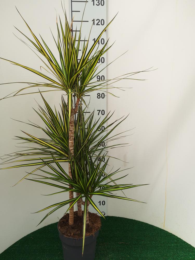 DRACAENA KIWI VP21 H60/30/15