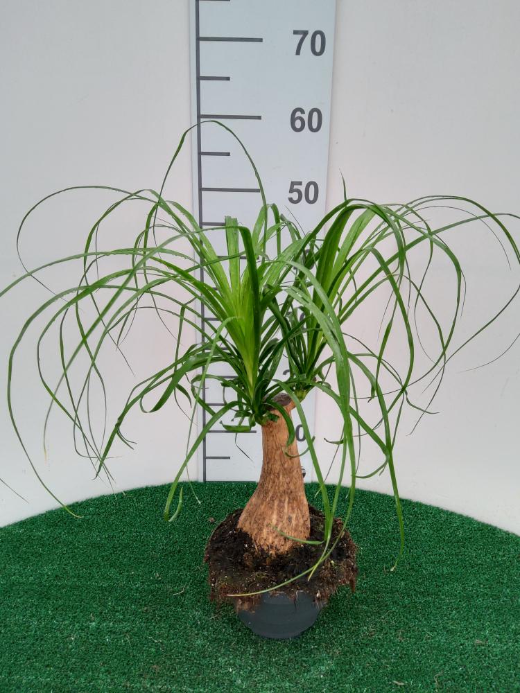 BEAUCARNEA CP17
