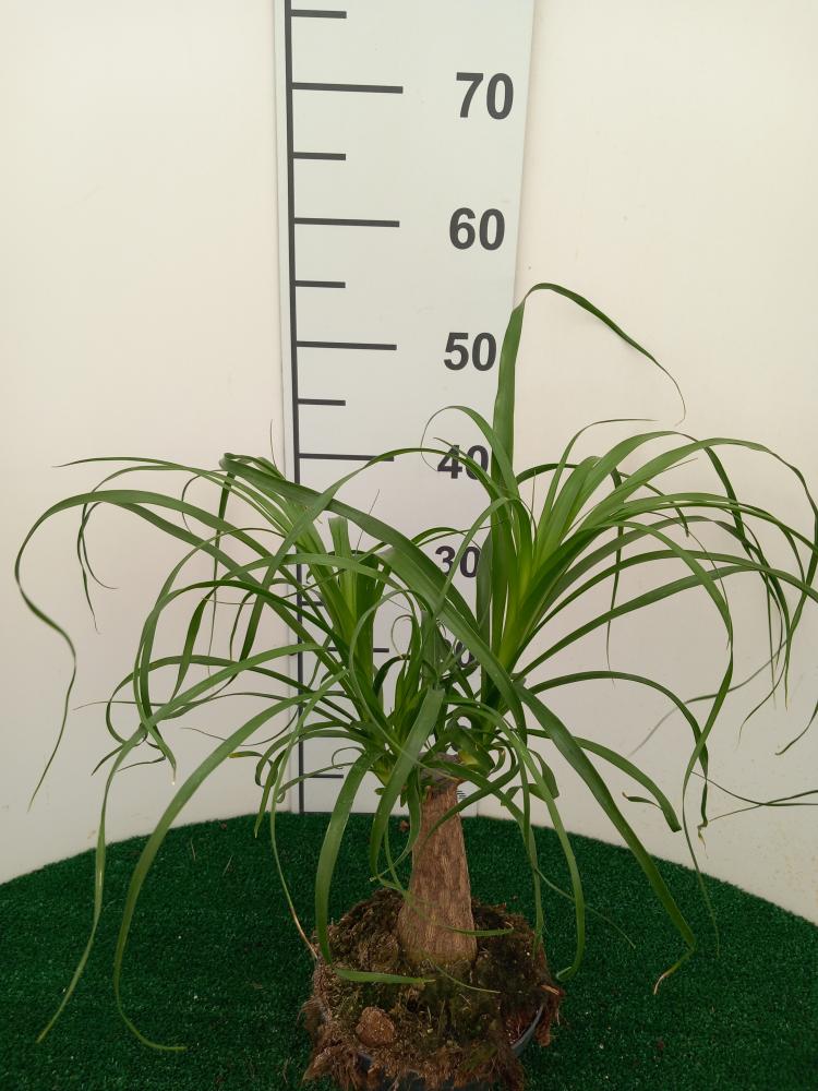 BEAUCARNEA CP17