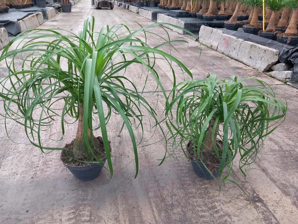 BEAUCARNEA CP17
